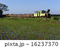 インドネシアの小さなSL 16237370