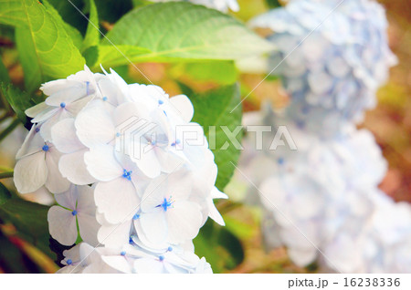 紫陽花 16238336