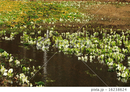 池ケ原湿原の水芭蕉 池ケ原湿原の水芭蕉 16238624