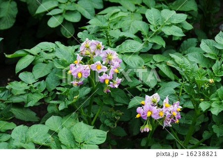 ジャガイモ の花 16238821