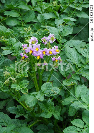 ジャガイモ の花 16238823