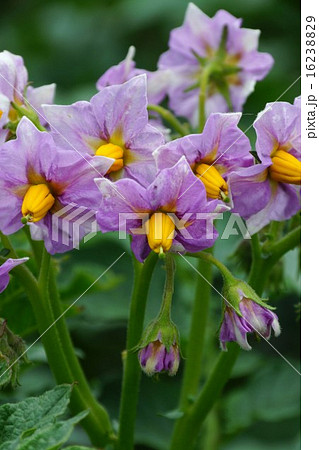 ジャガイモ の花 16238829