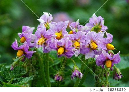 ジャガイモ の花 16238830