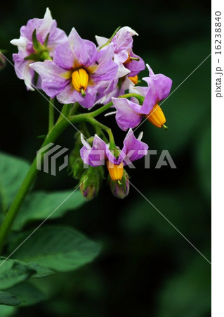 ジャガイモ の花 16238840