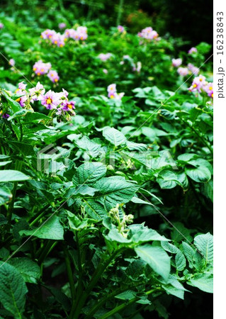 ジャガイモ の花 16238843