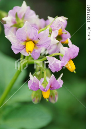 ジャガイモ の花 ジャガイモ の花 16238844