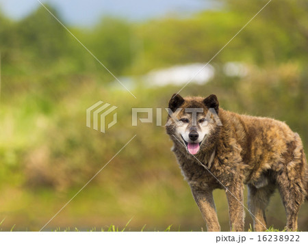 飼い犬(雑種・正面・全体) 飼い犬(雑種・正面・全体) 16238922