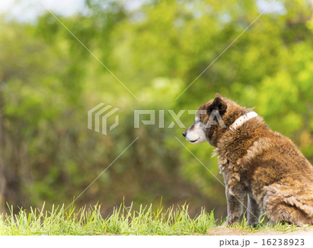 飼い犬(雑種・横向き・全体) 飼い犬(雑種・横向き・全体) 16238923
