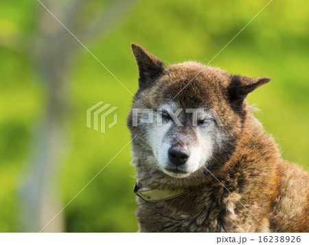 飼い犬(雑種・正面・頭部) 飼い犬(雑種・正面・頭部) 16238926