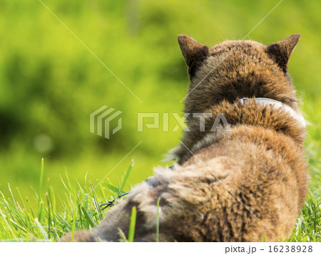 飼い犬(雑種・背中) 飼い犬(雑種・背中) 16238928