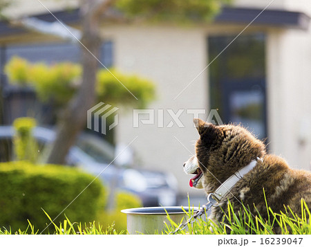 飼い犬(雑種・横向き・家背景) 16239047
