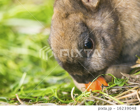 ウサギ ウサギ 16239048