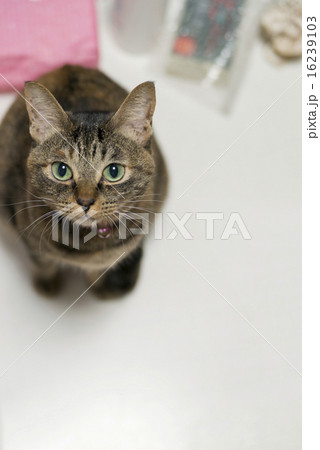 一匹の猫 スペース 縦 一匹の猫 スペース 縦 16239103