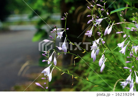 ギボウシ  16239204