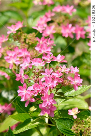 初夏の紫陽花,艶やかな花色の「ダンスパーティ」 初夏の紫陽花,艶やかな花色の「ダンスパーティ」 16239206