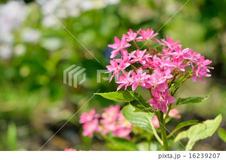 初夏の紫陽花,艶やかな花色の「ダンスパーティ」 初夏の紫陽花,艶やかな花色の「ダンスパーティ」 16239207