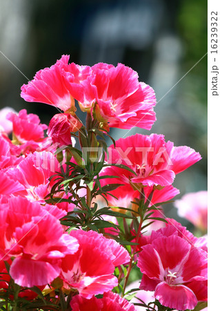 ゴテチャ ゴデチア 色待宵草 の写真素材