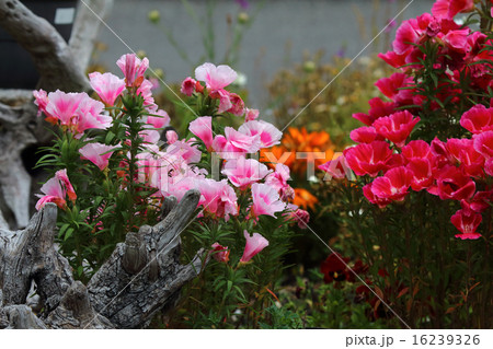 ゴテチャ(ゴデチア・色待宵草) ゴテチャ(ゴデチア・色待宵草) 16239326