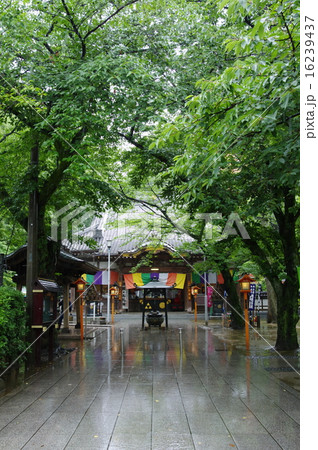 小江戸川越 蓮馨寺 雨に映る五色幕 小江戸川越 蓮馨寺 雨に映る五色幕 16239437
