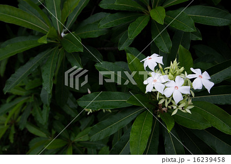 沖縄の花・オキナワキョウチクトウ 16239458