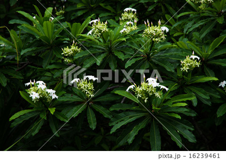 沖縄の花・オキナワキョウチクトウ 16239461