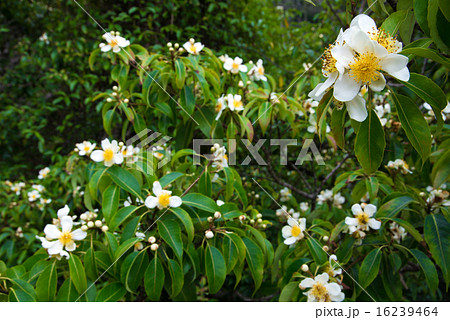 沖縄の花 いじゅの花の写真素材