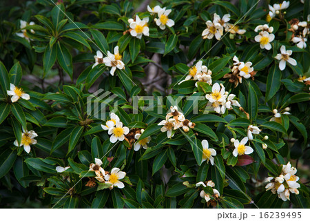 沖縄の花 いじゅの花の写真素材