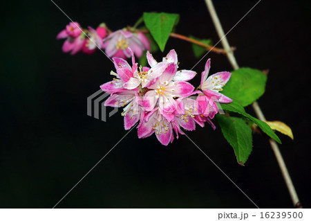 桜空木（さくらうつぎ）　 16239500