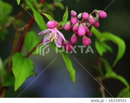 桜空木（さくらうつぎ）　 16239501
