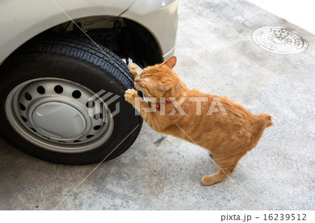 ねこ ねこ 16239512