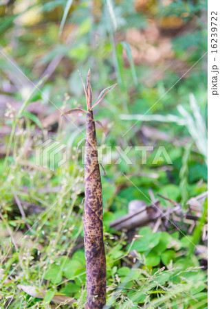 マダケ perming 季節の写真素材 マダケ perming 季節の写真素材 16239722