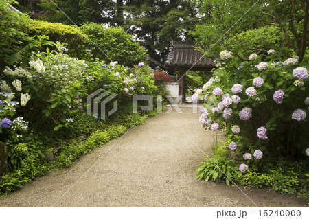 岩船寺　紫陽花咲く頃 16240000