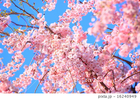 桜 桜 16240949