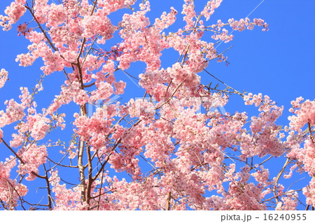 桜 桜 16240955