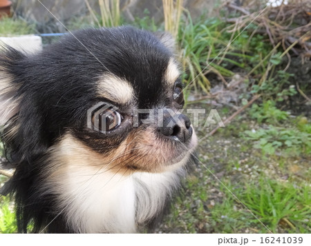 カメラ目線 16241039