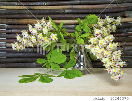 chestnut flowers in a vase 16243370