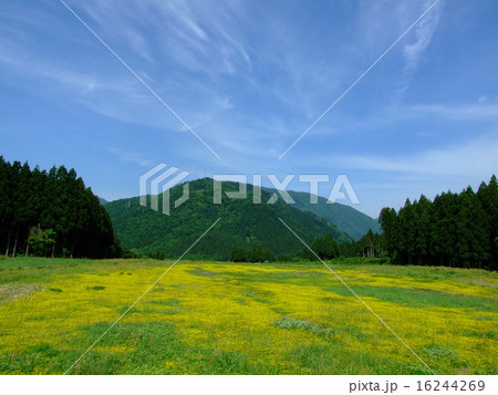 オヘビイチゴの花畑 16244269