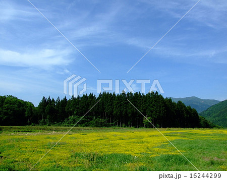 オヘビイチゴの花畑 16244299