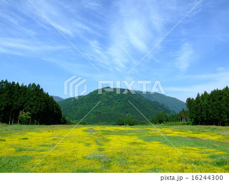 オヘビイチゴの花畑 16244300