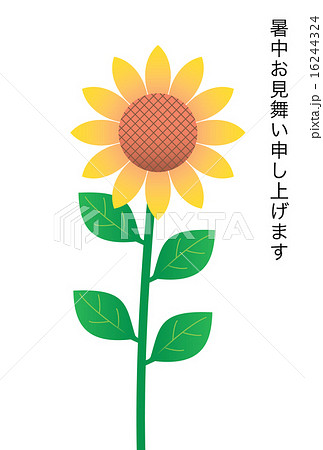 ひまわりの暑中見舞い状 16244324