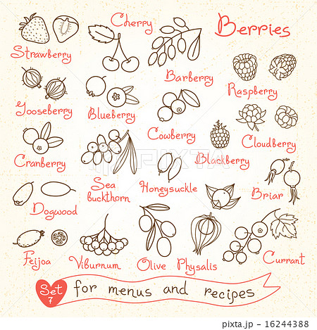 Set drawings of berries for design menus, recipes and packages product. Set drawings of berries for design menus, recipes and packages product. 16244388