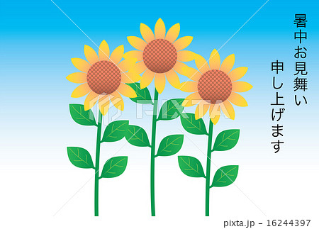 ひまわりの暑中見舞い状 16244397