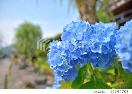 紫陽花小径 (7) 16244703