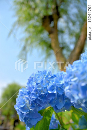 紫陽花小径 (8) 紫陽花小径 (8) 16244704