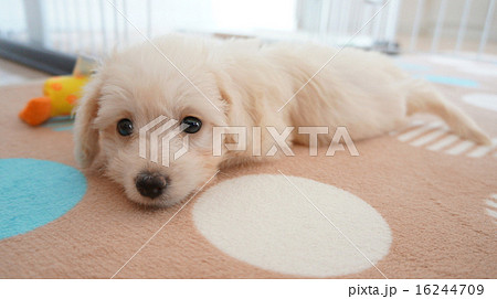 子犬 ミックス犬 クリーム色 トイプードル ミニチュアダックスフント の写真素材