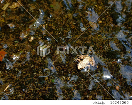 アカガエル科の幼体 16245066