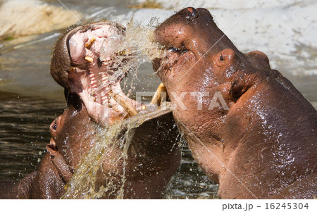 Two fighting hippos (Hippopotamus amphibius) 16245304