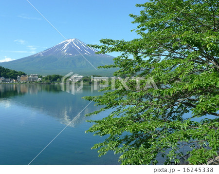 初夏に見る富士山 初夏に見る富士山 16245338