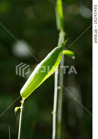 西中国山地恐羅漢のクマザサの若芽 西中国山地恐羅漢のクマザサの若芽 16245493