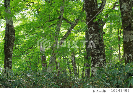 恐羅漢山のブナの林の景色 恐羅漢山のブナの林の景色 16245495
